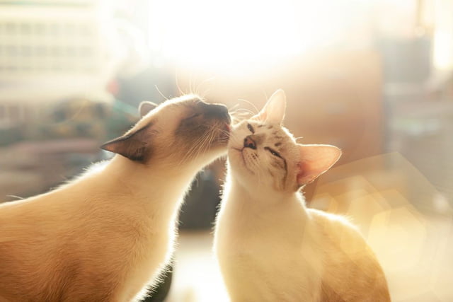 Warum Katzen so viel Wert auf Körperpflege und Hygiene legen